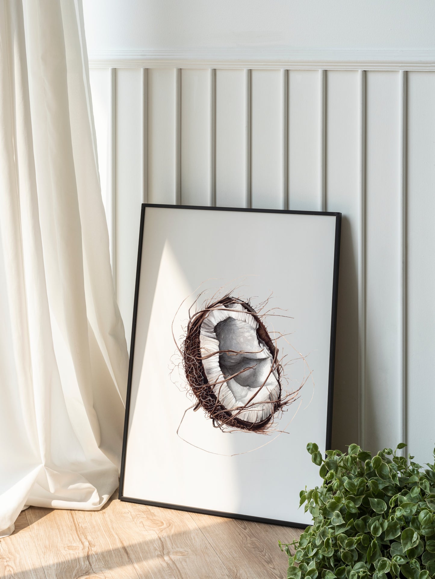 Broken coconut, Cocos nucifera, original watercolour botanical illustration