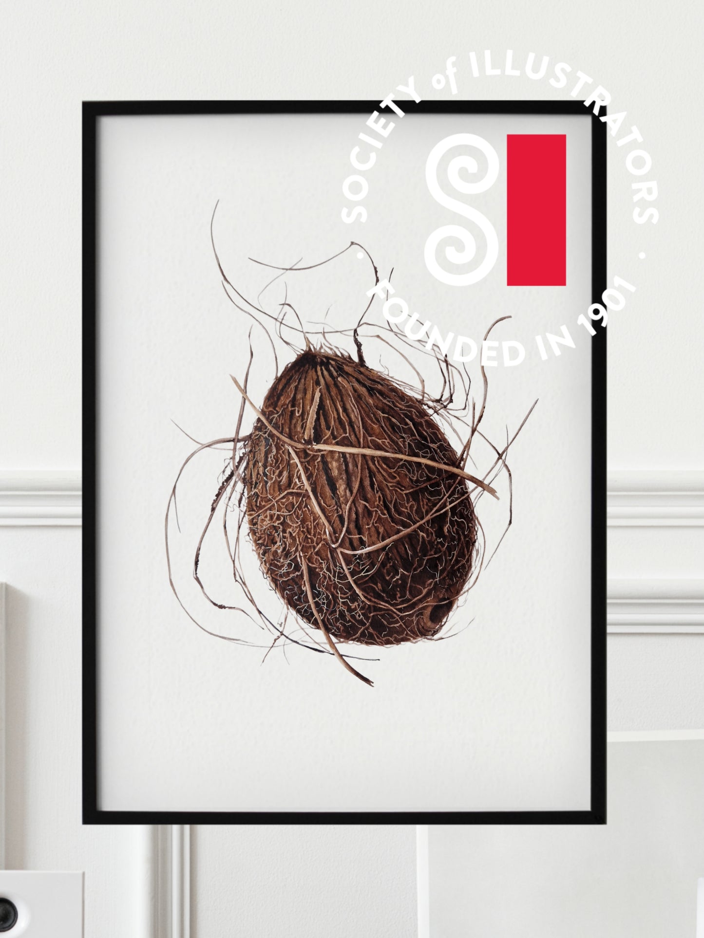 Cocos nucifera (coconut), original watercolour botanical illustration