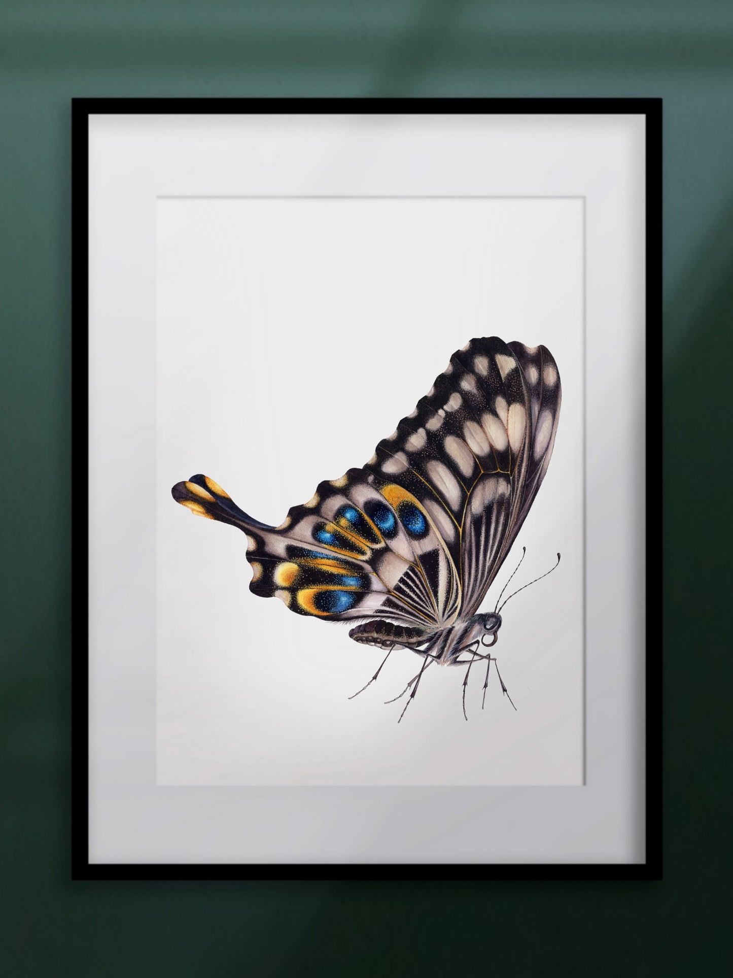 Papilio ophidicephalus, the emperor swallowtail (profile), original watercolour art