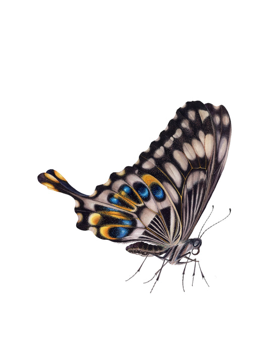 Papilio ophidicephalus, the emperor swallowtail (profile), original watercolour art