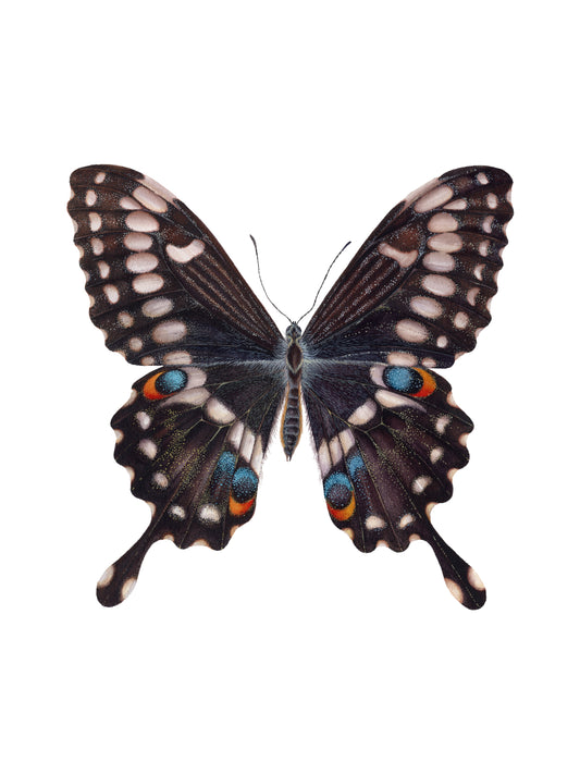 Papilio ophidicephalus, the emperor swallowtail, original watercolour art