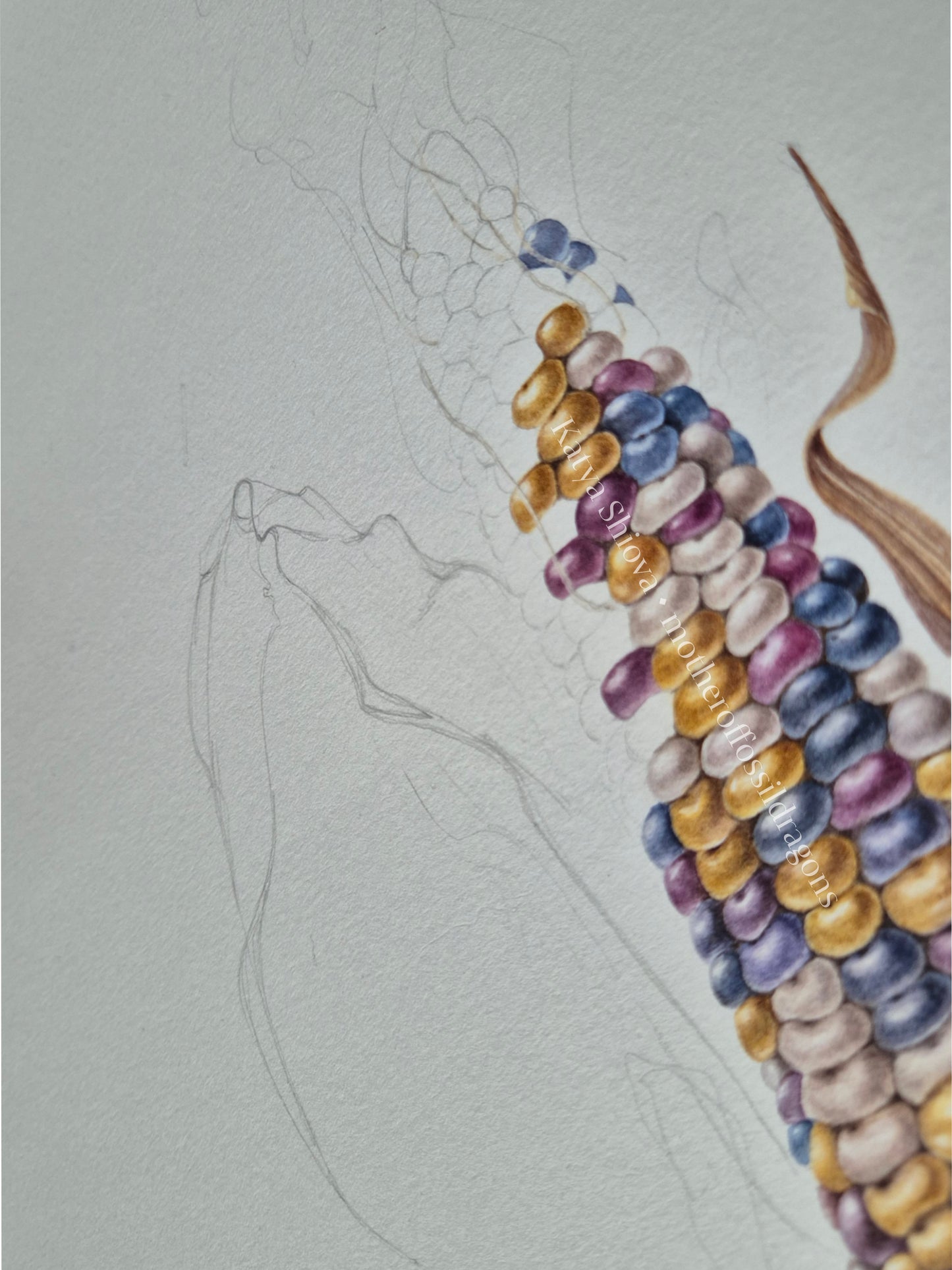 Glass Gem Corn, Zea mays, original botanical watercolour illustration