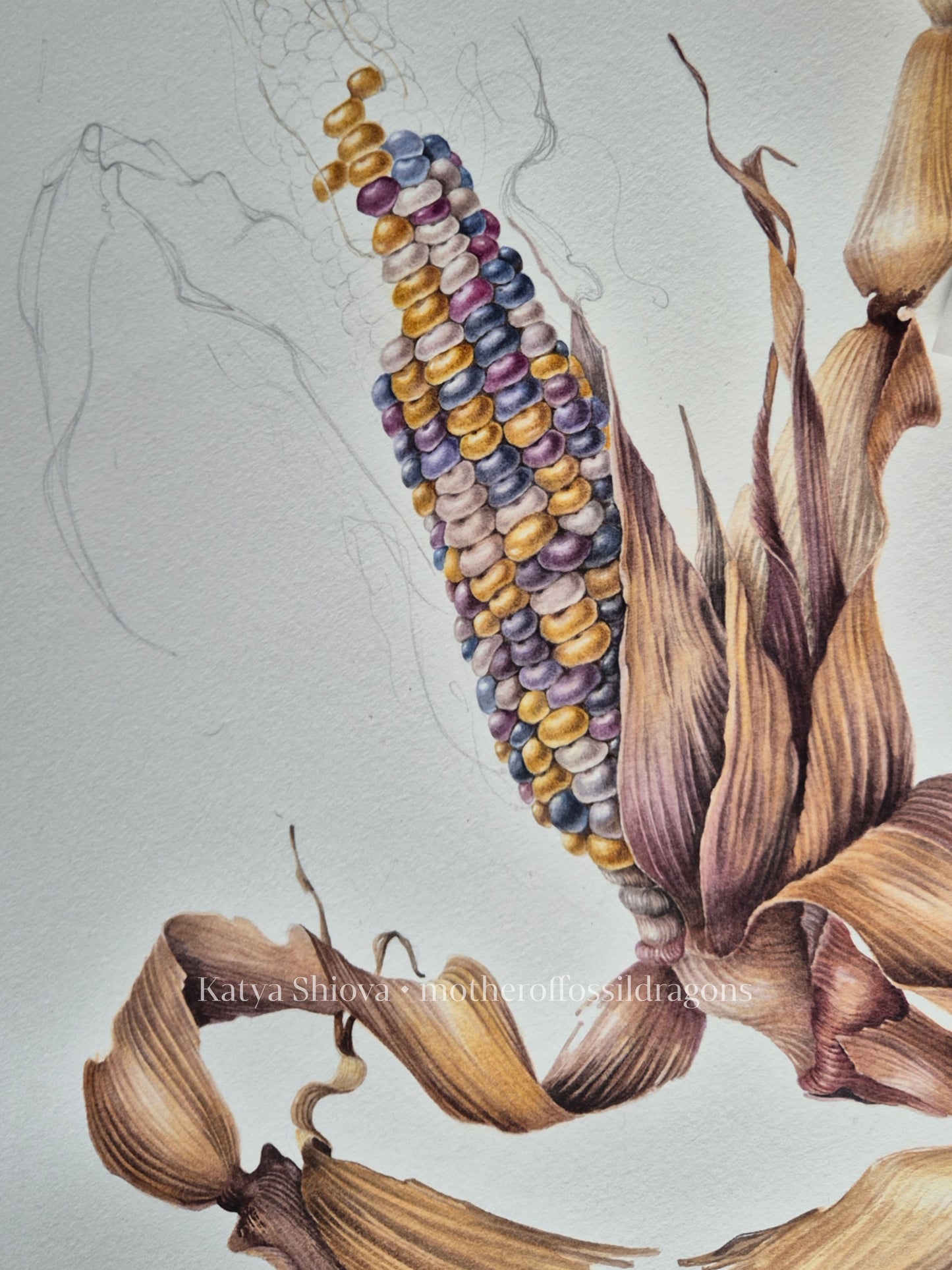 Glass Gem Corn, Zea mays, original botanical watercolour illustration