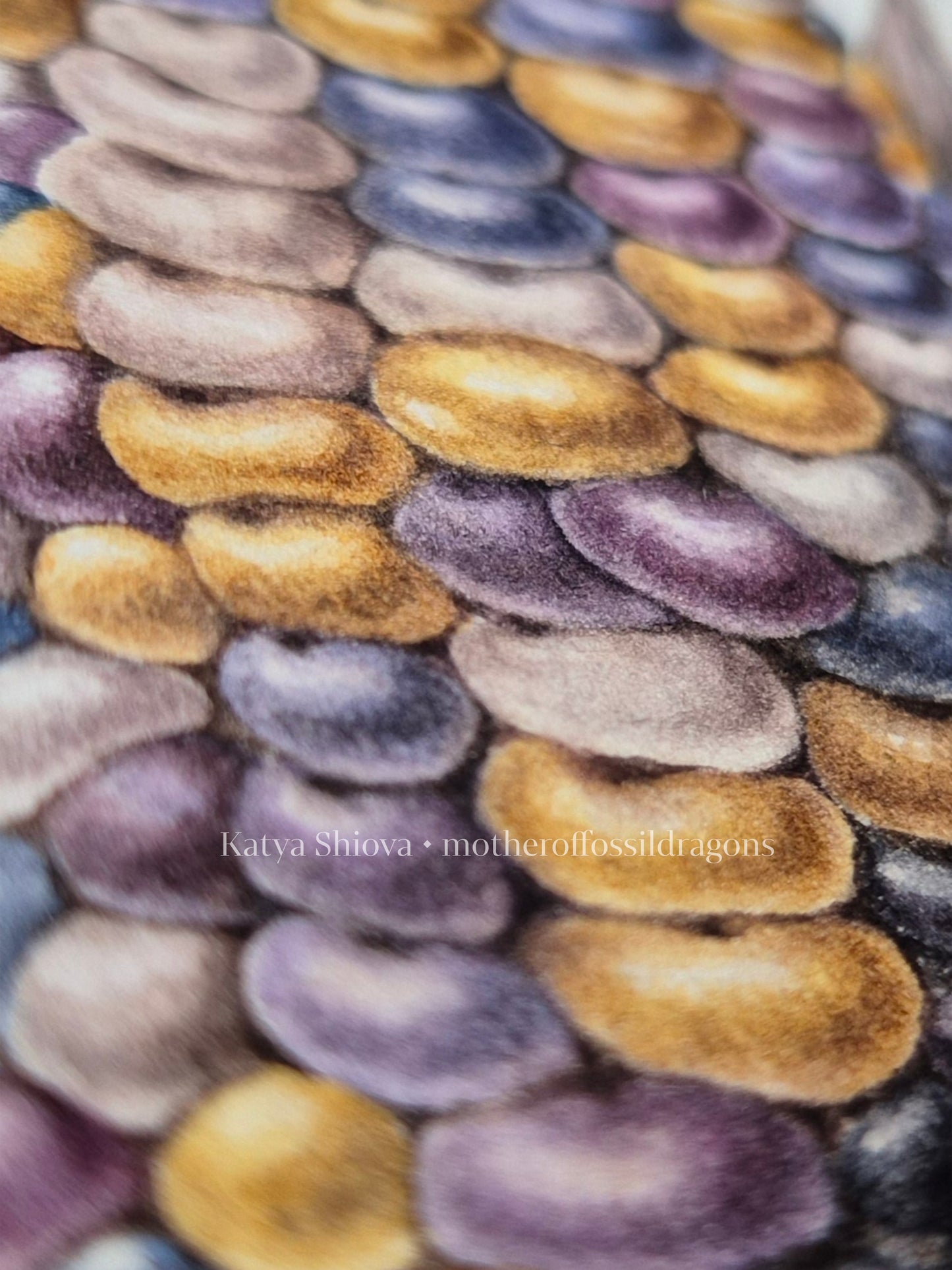 Glass Gem Corn, Zea mays, original botanical watercolour illustration