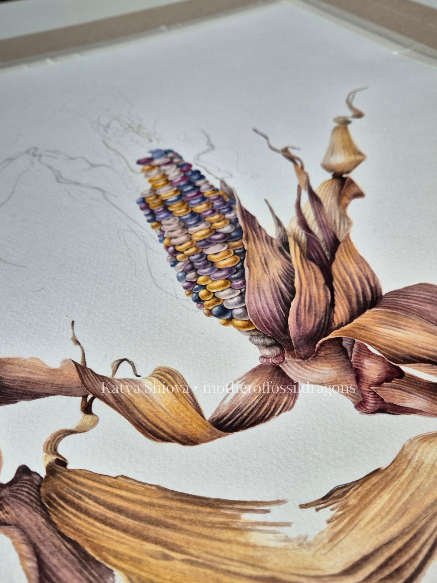 Glass Gem Corn, Zea mays, original botanical watercolour illustration