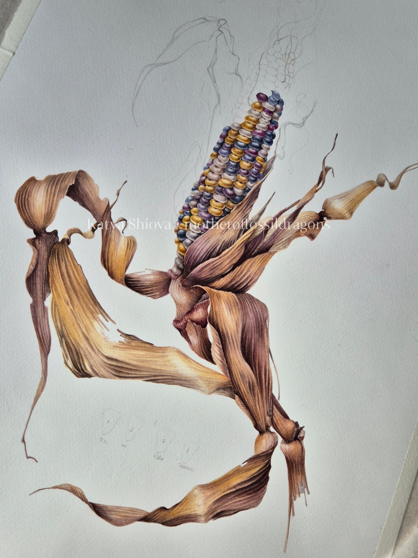 Glass Gem Corn, Zea mays, original botanical watercolour illustration