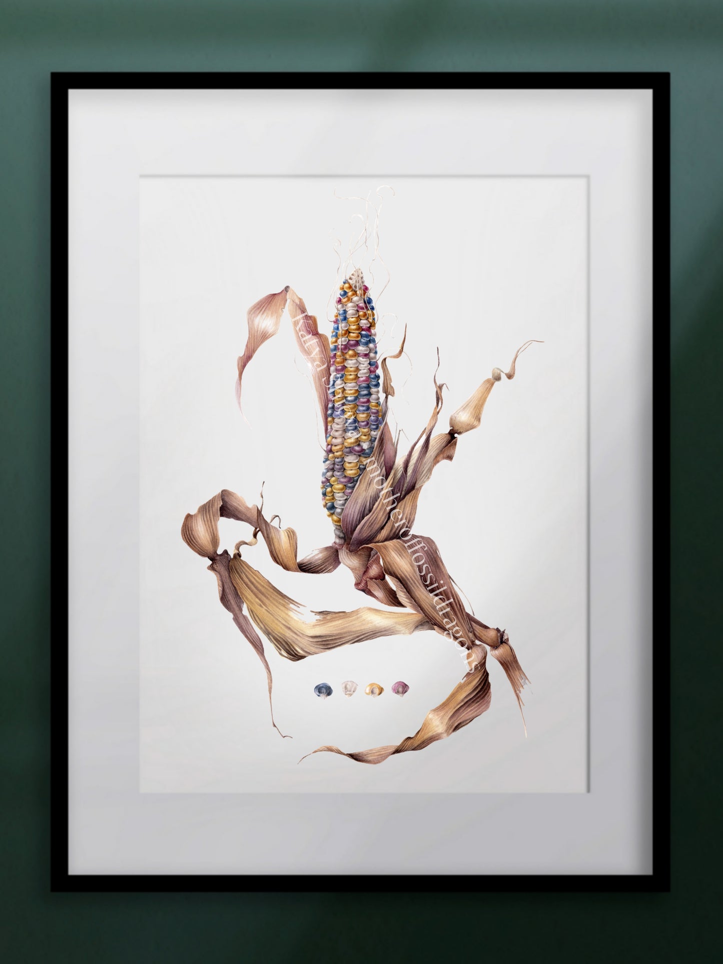 Glass Gem Corn, Zea mays, original botanical watercolour illustration