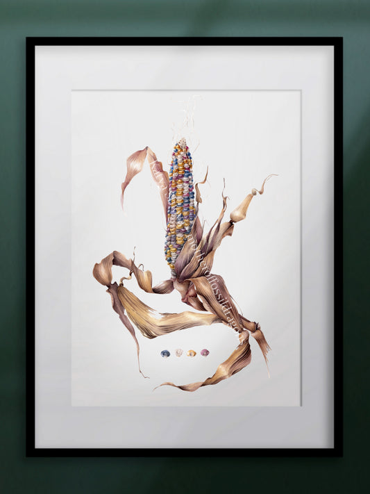 Glass Gem Corn, Zea mays, original botanical watercolour illustration