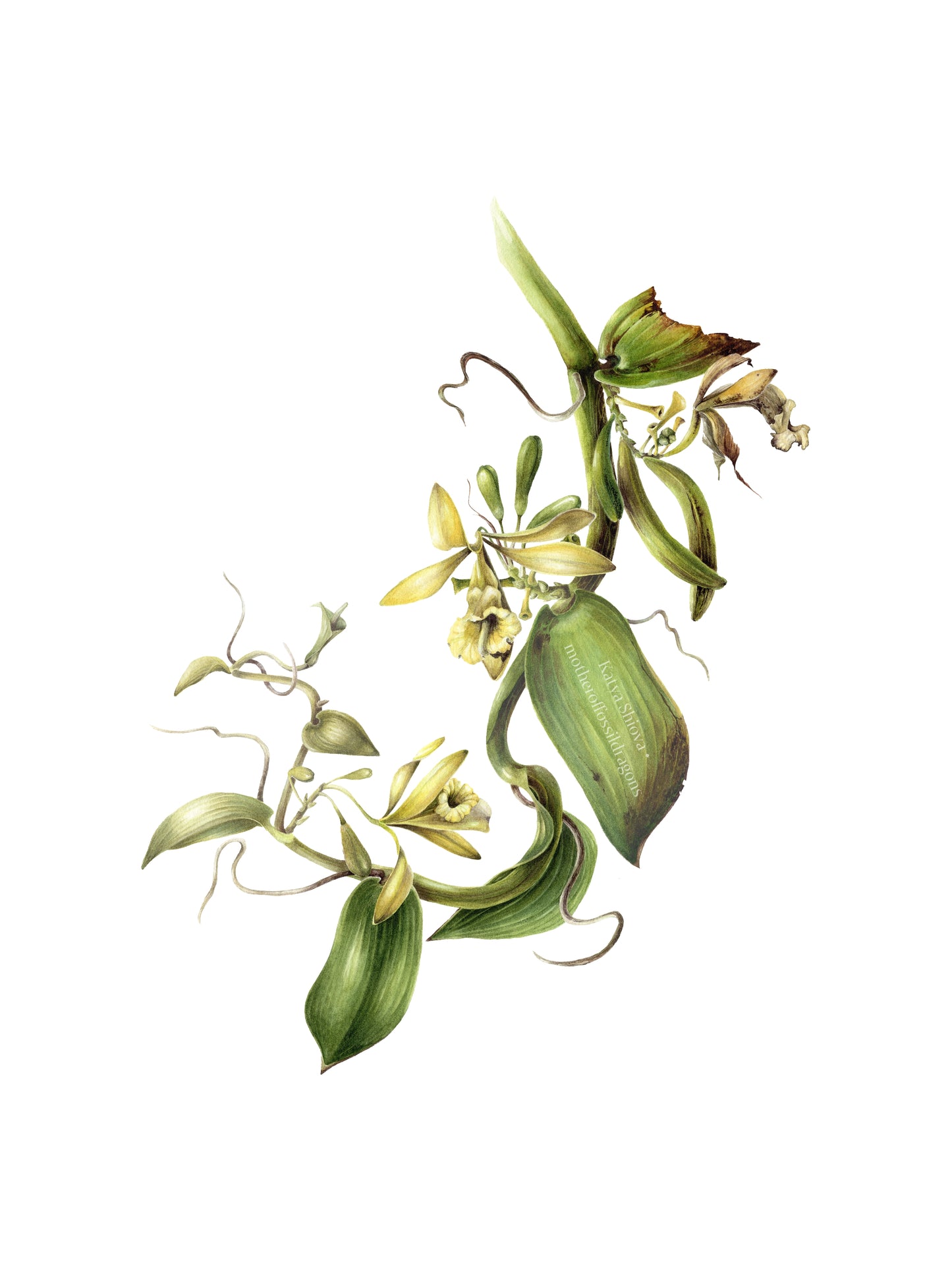 Vanilla Pompona, vanilla orchid wine, original botanical watercolour illustration