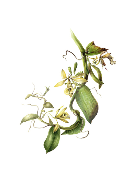 Vanilla Pompona, vanilla orchid wine, original botanical watercolour illustration