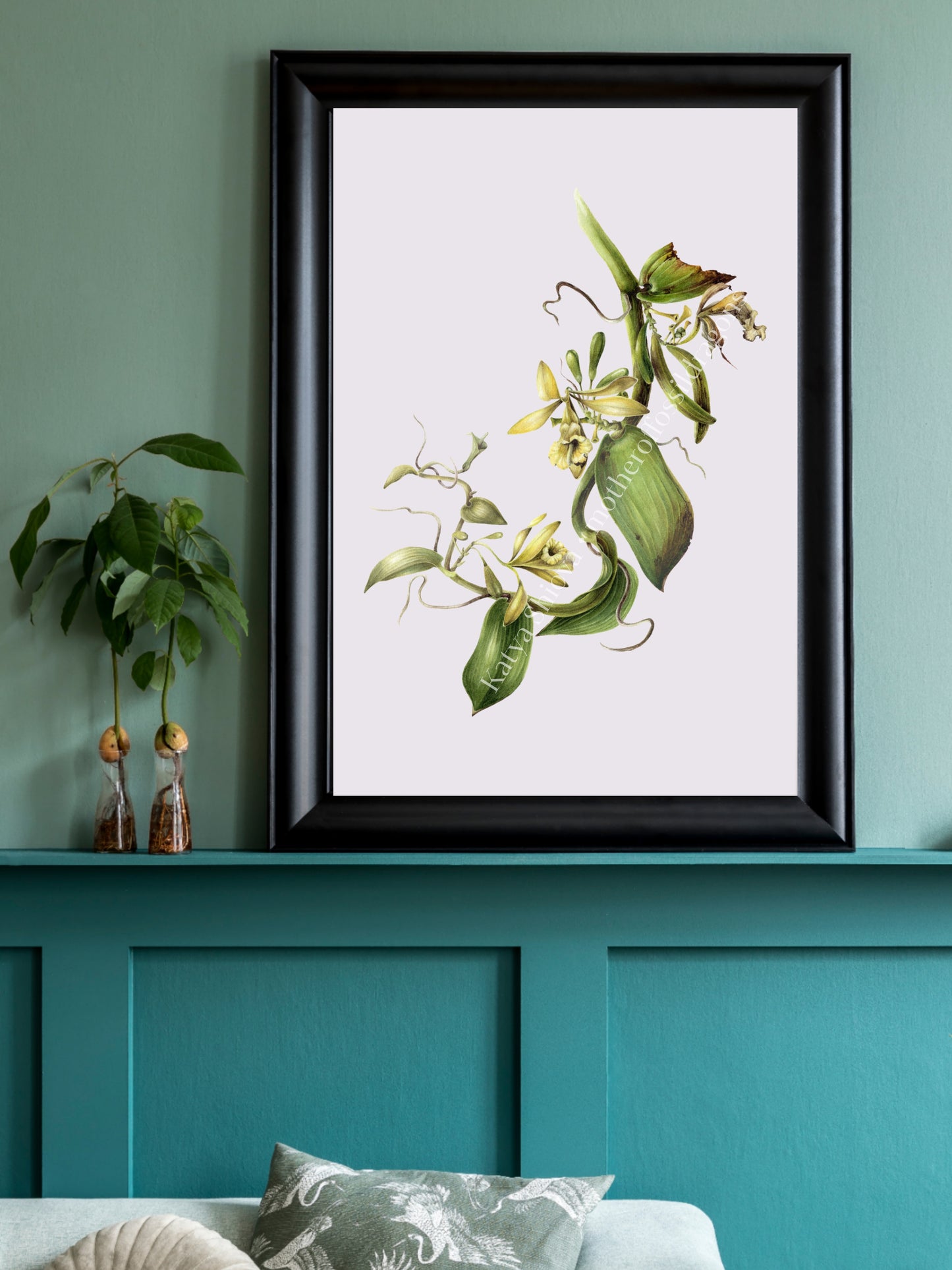 Vanilla Pompona, vanilla orchid wine, original botanical watercolour illustration