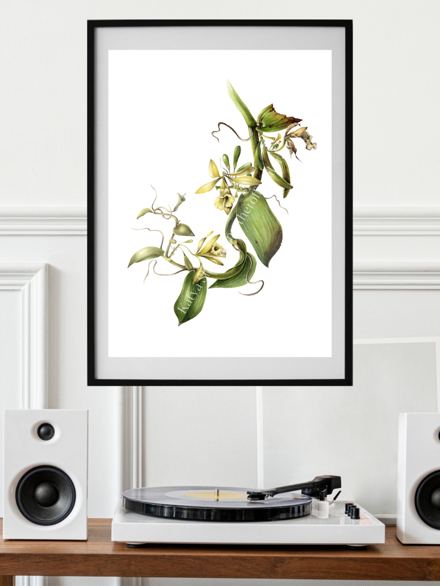Vanilla Pompona, vanilla orchid wine, original botanical watercolour illustration
