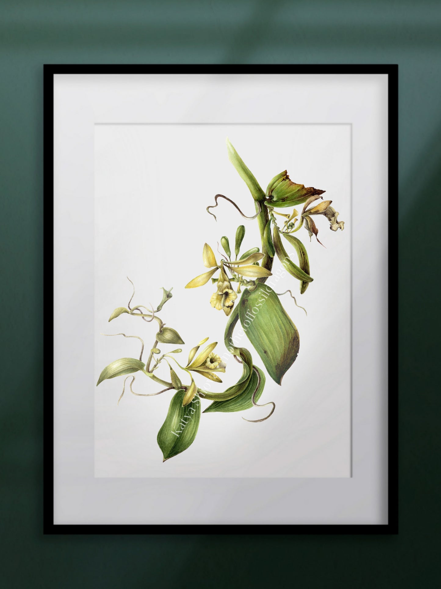 Vanilla Pompona, vanilla orchid wine, original botanical watercolour illustration