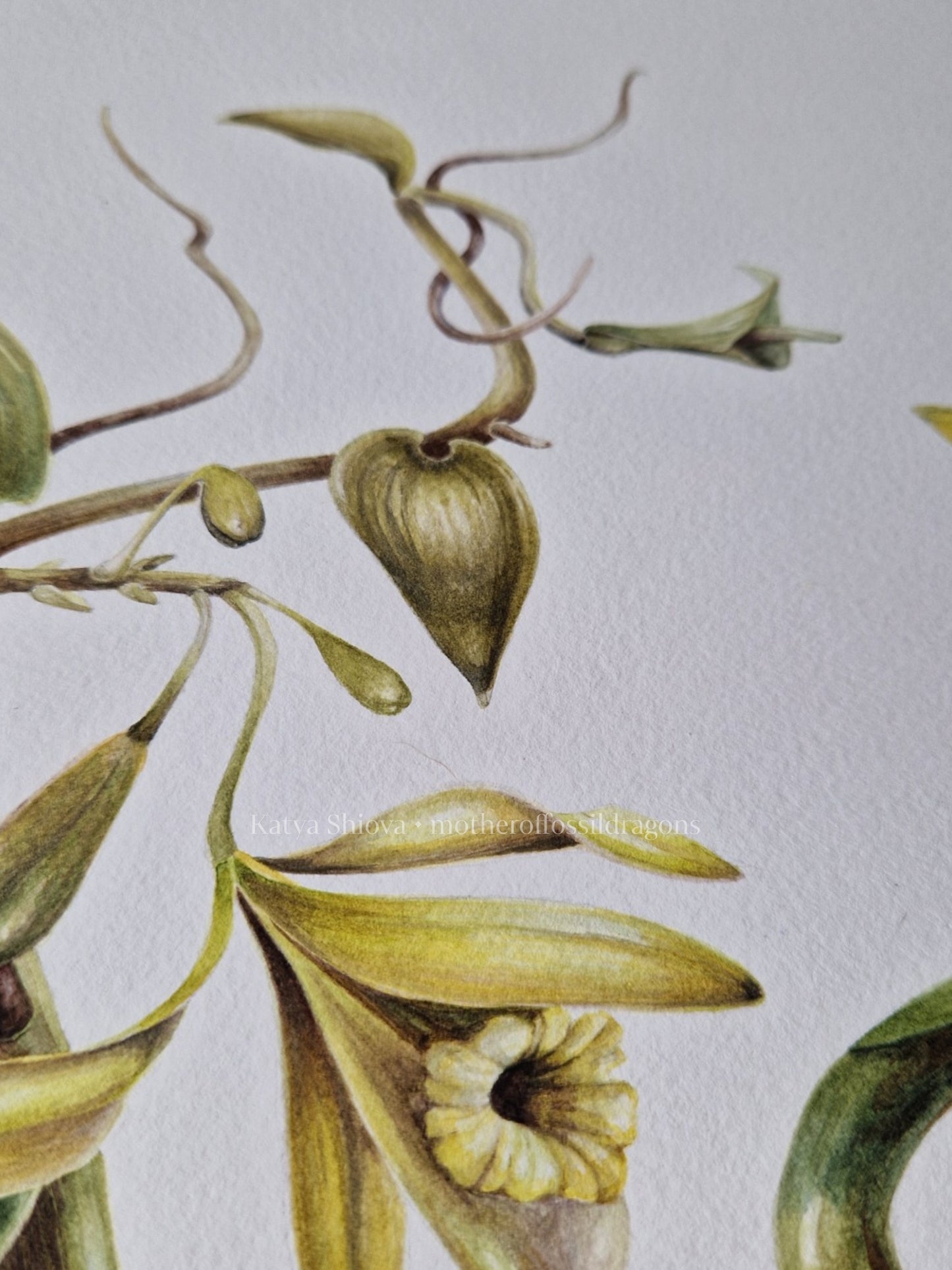 Vanilla Pompona, vanilla orchid wine, original botanical watercolour illustration