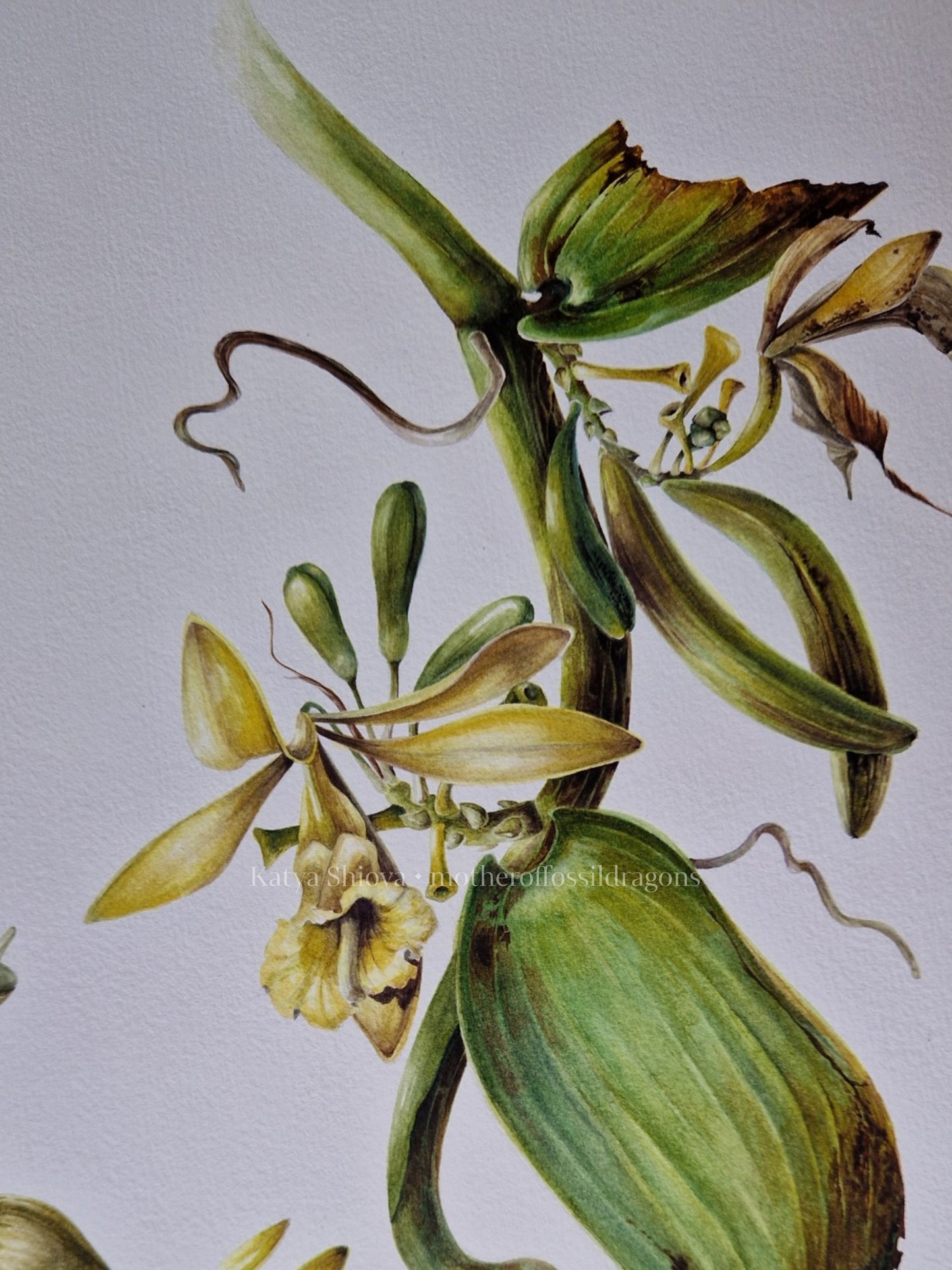 Vanilla Pompona, vanilla orchid wine, original botanical watercolour illustration
