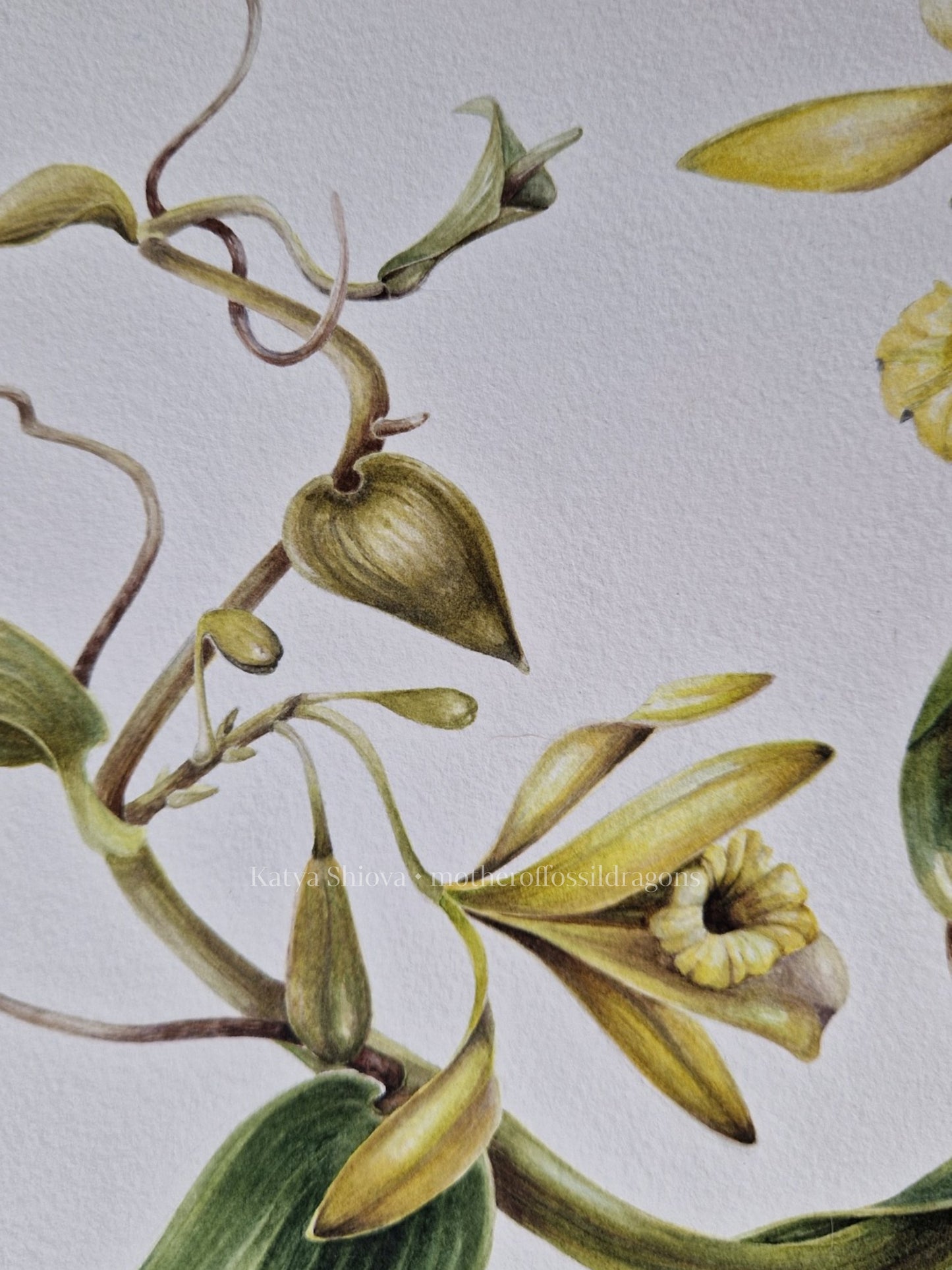Vanilla Pompona, vanilla orchid wine, original botanical watercolour illustration