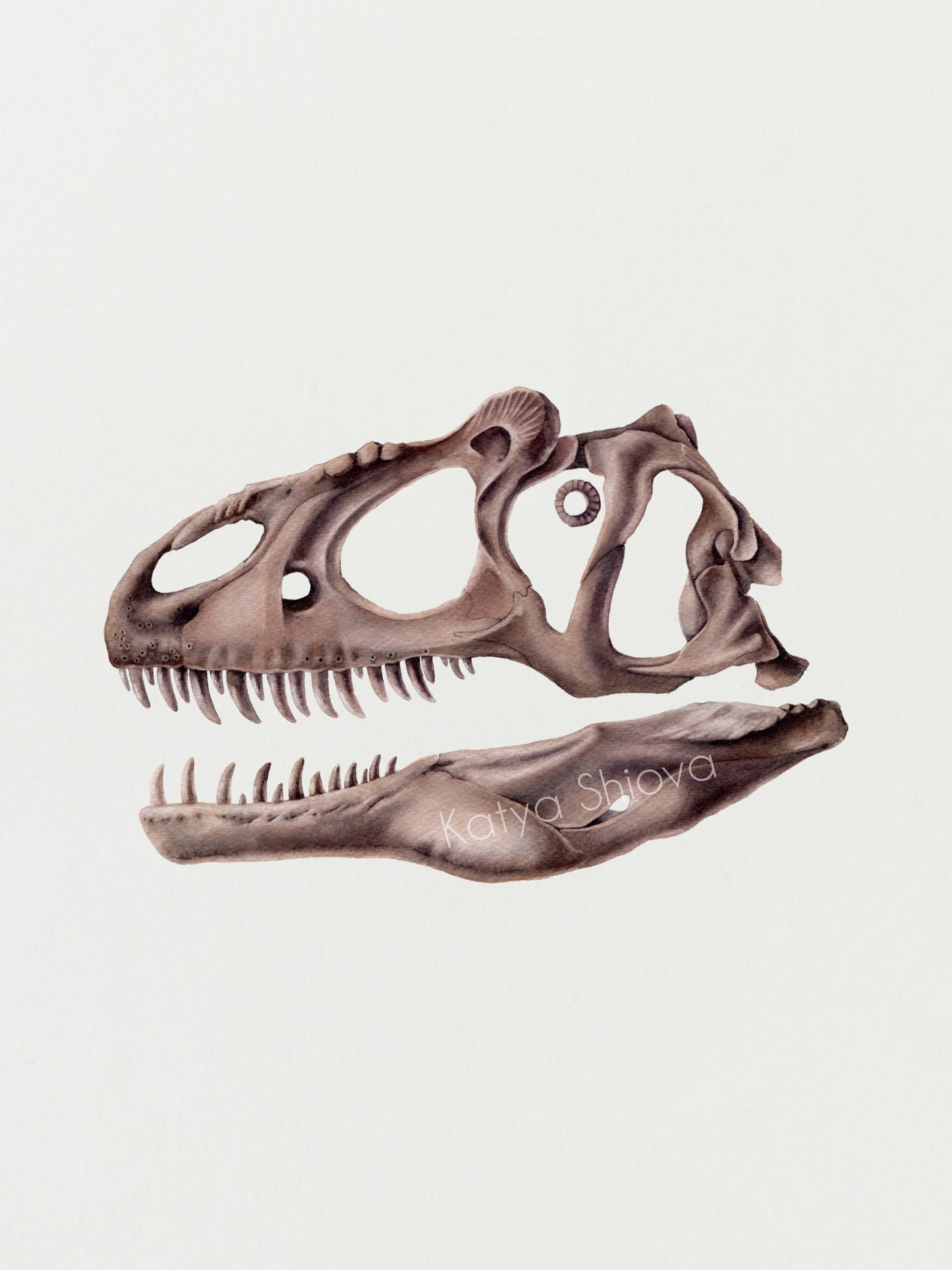 Allosaurus skull, original watercolour art