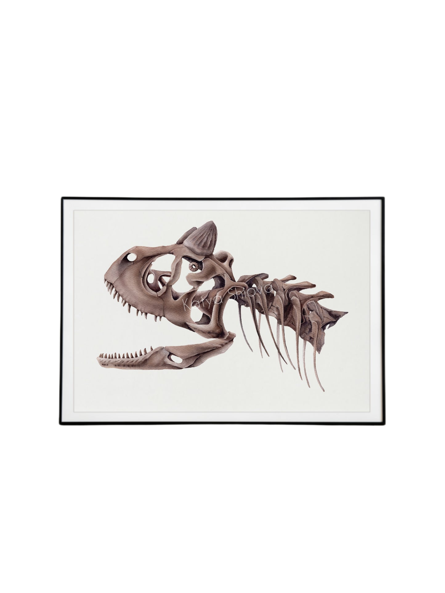 Carnotaurus skull, original watercolour art