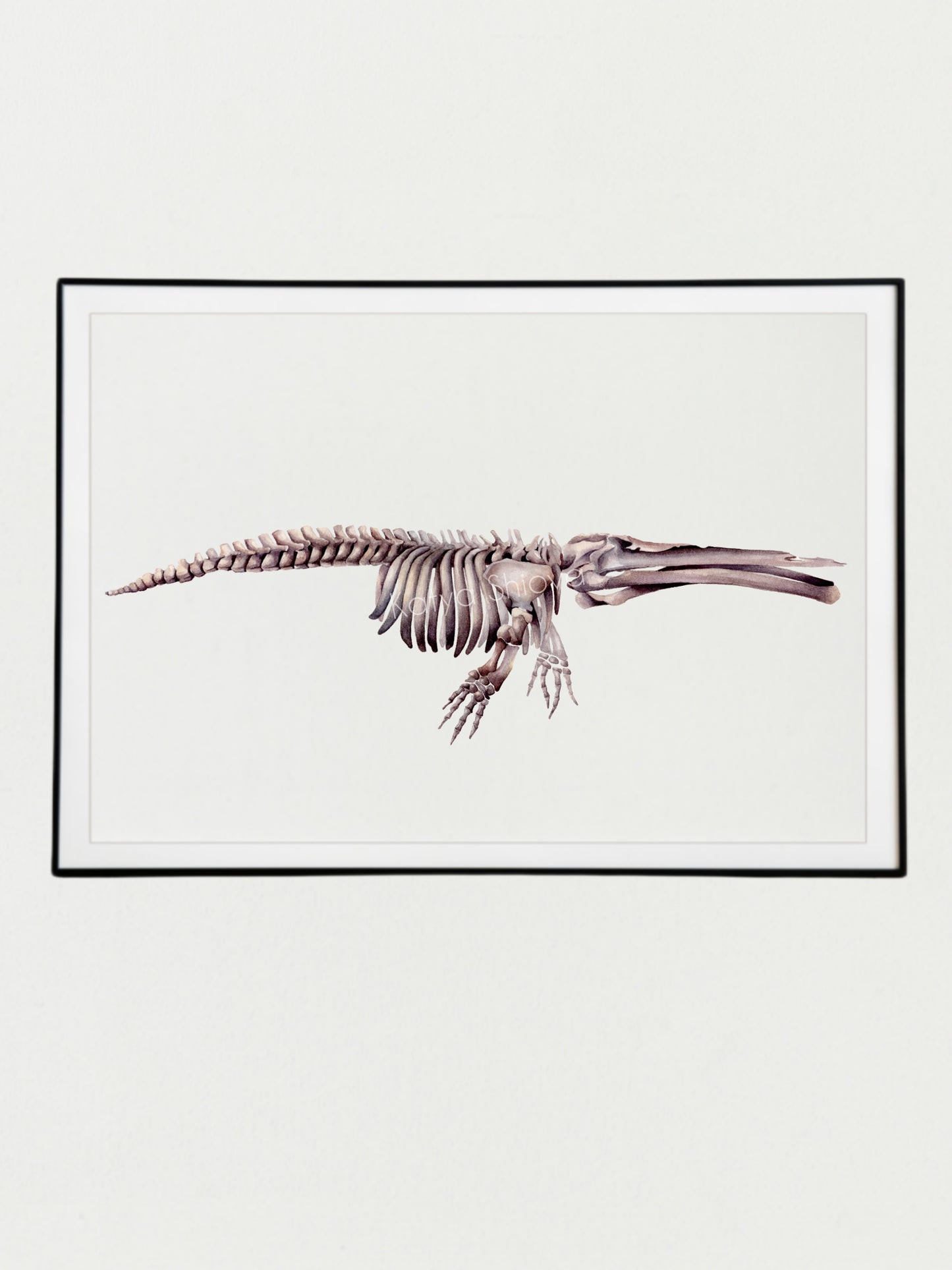 Cetotherium, skeleton of the prehistoric whale, original watercolour art