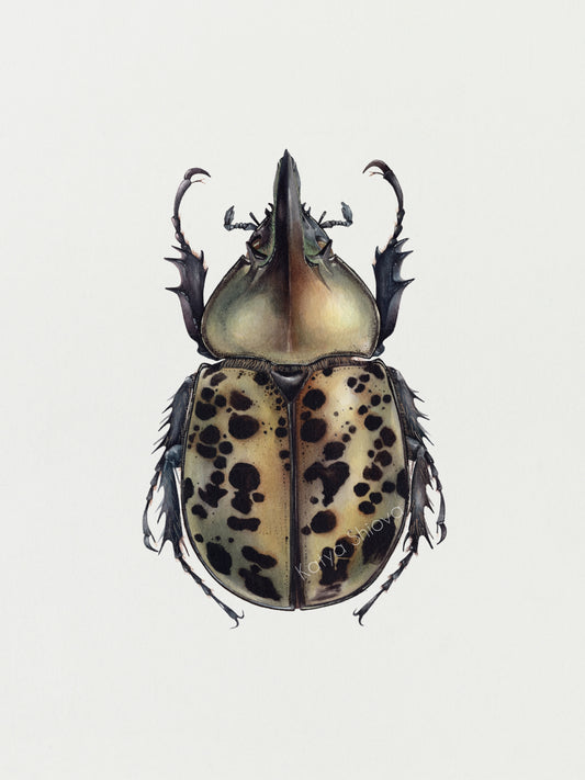 Dynastes tityus, original watercolour art