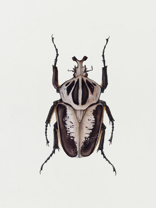 Goliathus regius, original watercolour art