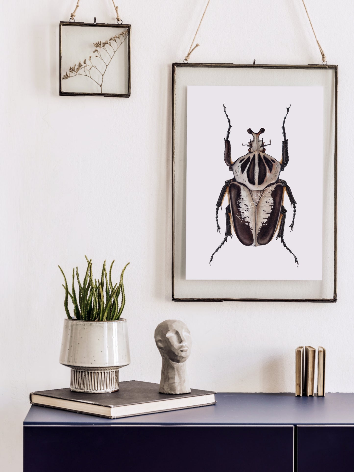 Goliathus regius, original watercolour art