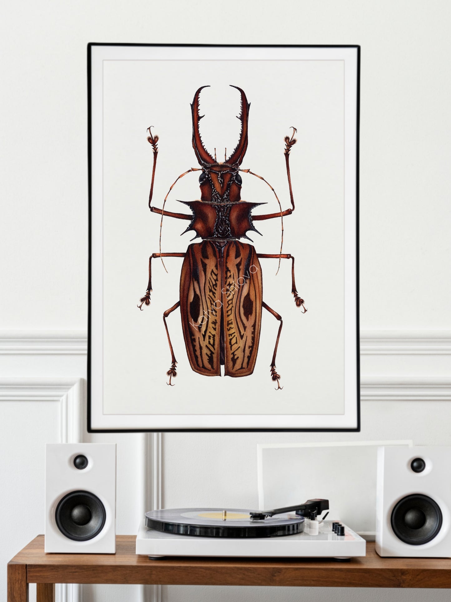 Macrodontia cervicornis, The sabertooth longhorn beetle, original watercolour art