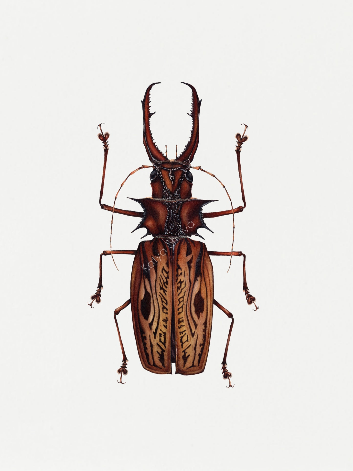 Macrodontia cervicornis, The sabertooth longhorn beetle, original watercolour art