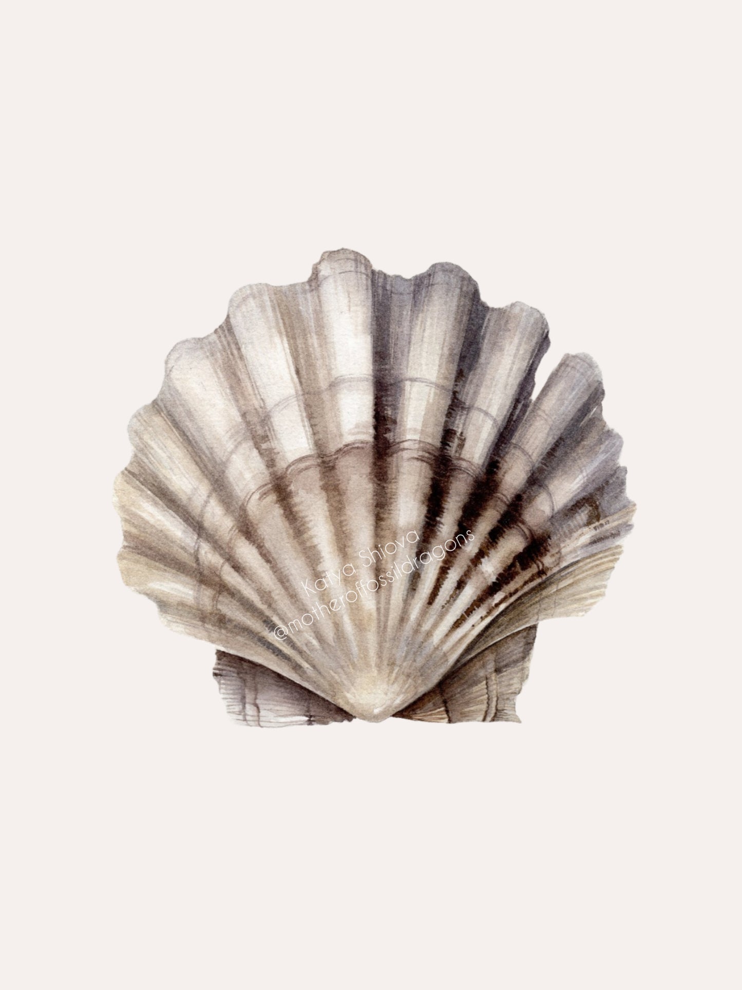 Scallop shell, fossilized Chesapecten jeffersonius from Virginia, original watercolour art