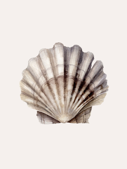 Scallop shell, fossilized Chesapecten jeffersonius from Virginia, original watercolour art