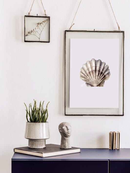 Scallop shell, fossilized Chesapecten jeffersonius from Virginia, original watercolour art