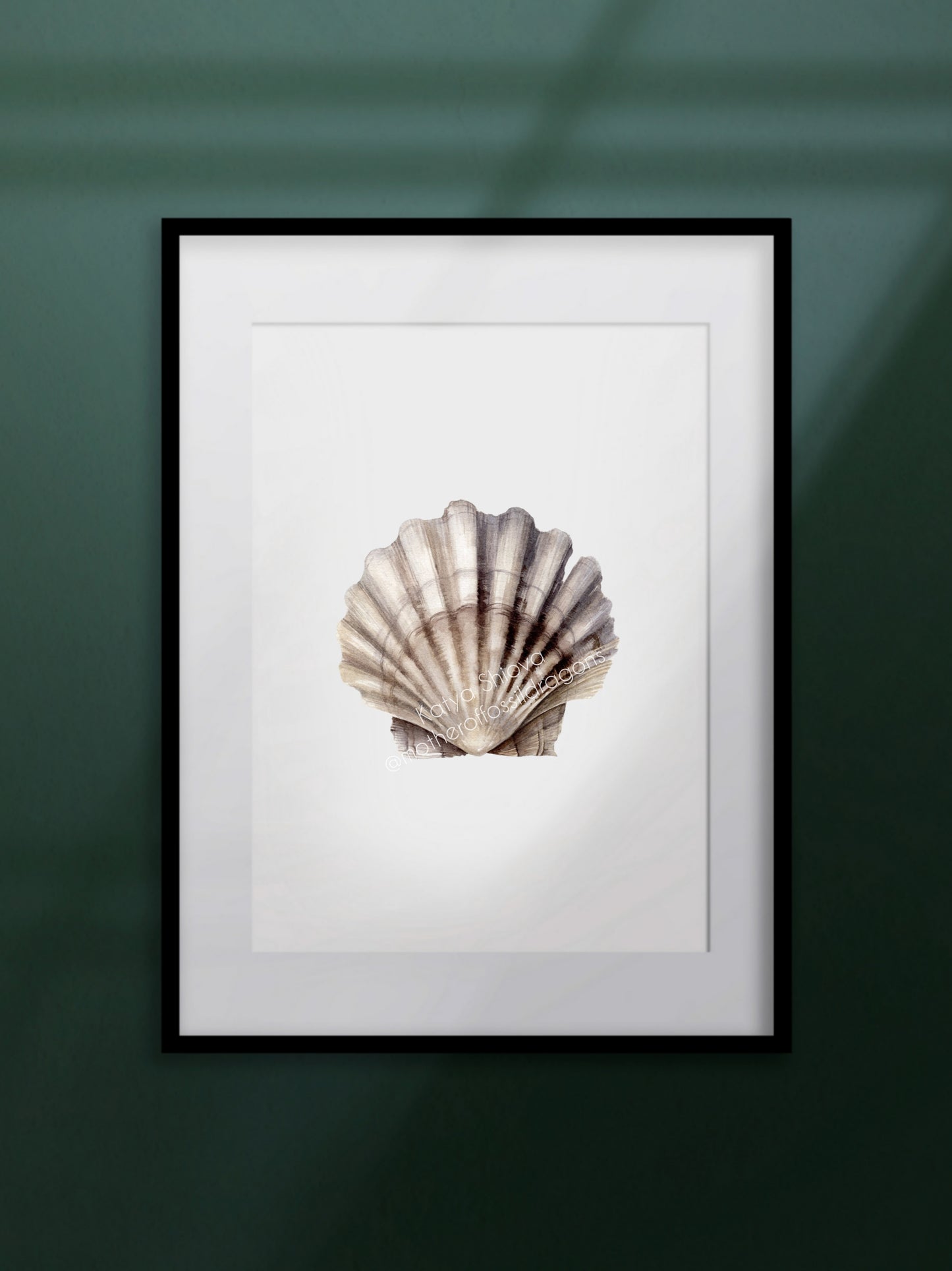Scallop shell, fossilized Chesapecten jeffersonius from Virginia, original watercolour art