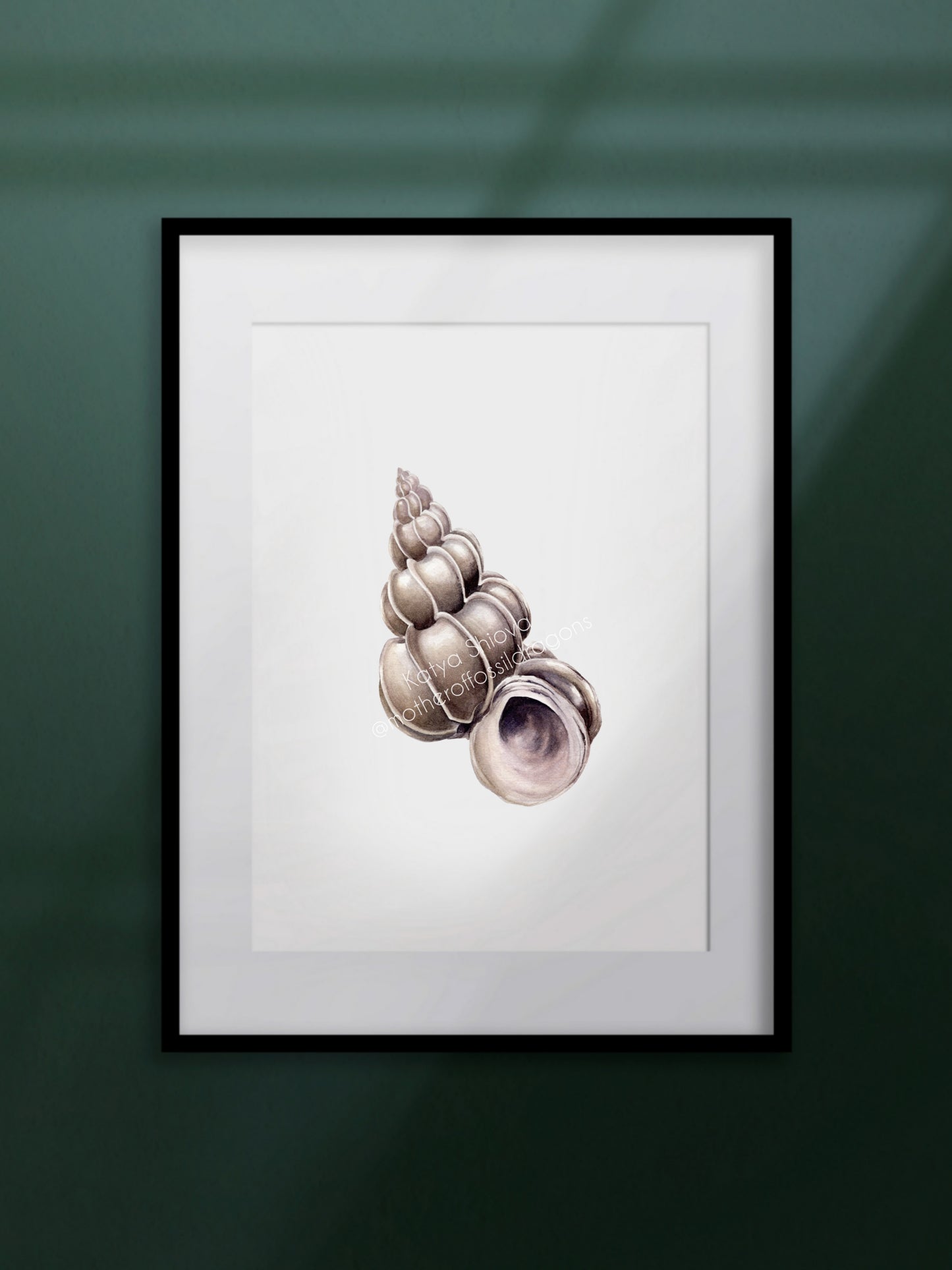 Epitonium scalare, the precious wentletrap, original watercolour art