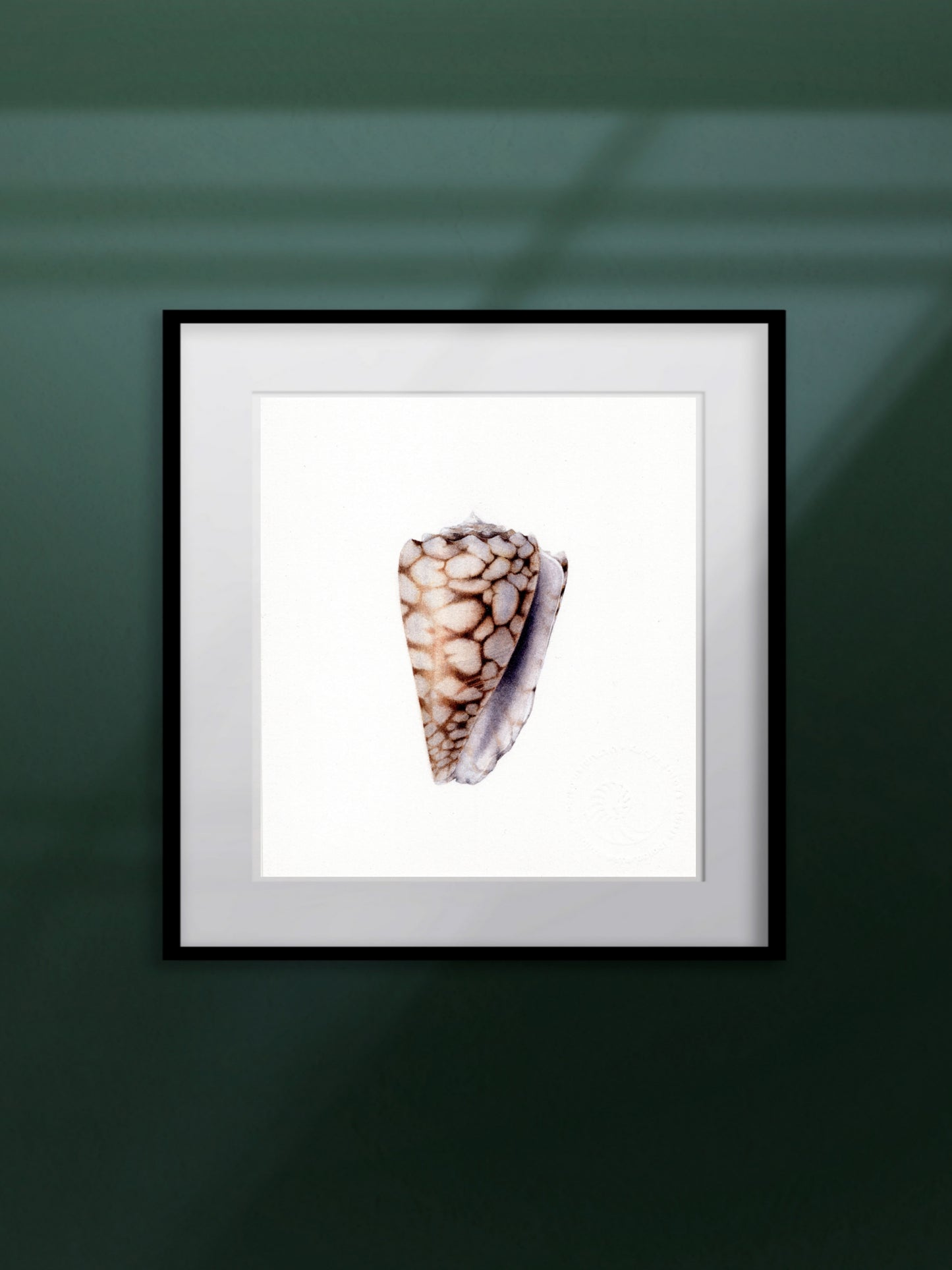Conus bandanus, the banded marble cone, original watercolour art