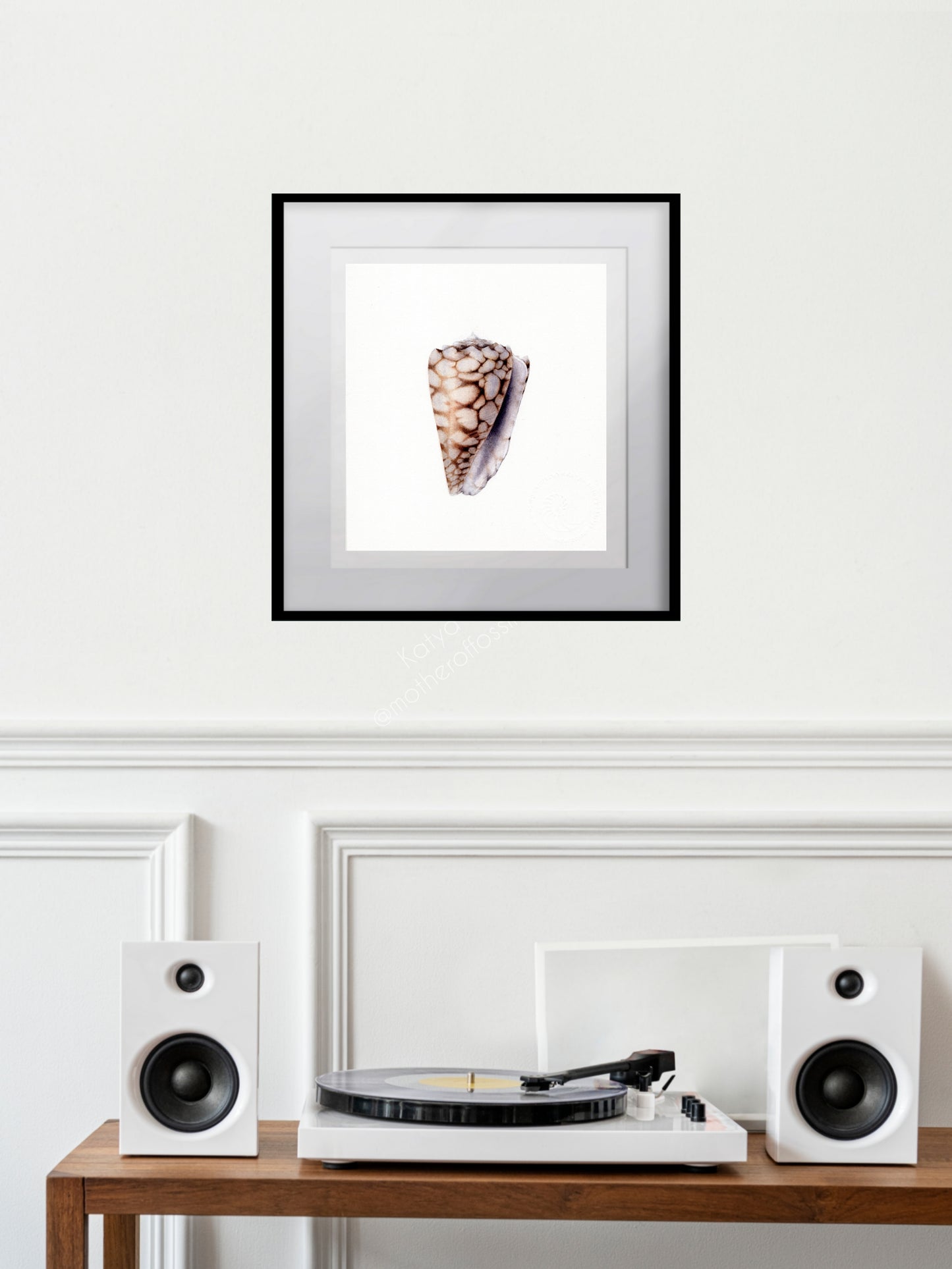 Conus bandanus, the banded marble cone, original watercolour art