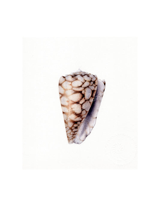 Conus bandanus, the banded marble cone, original watercolour art