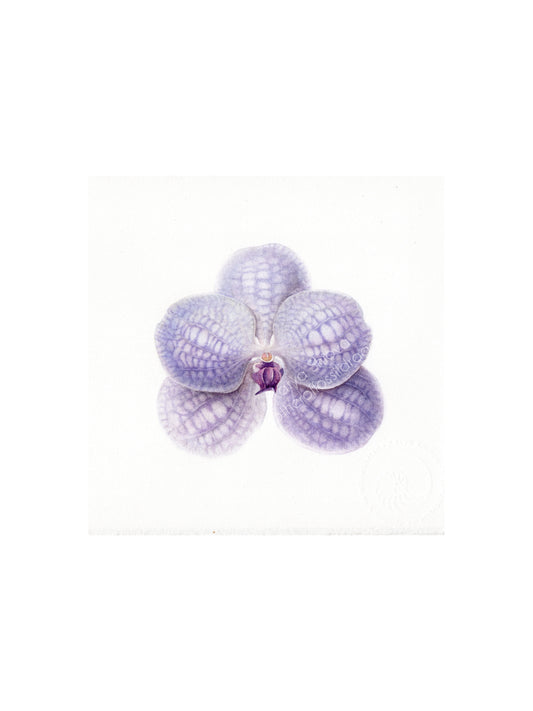 Vanda coerulea, blue vanda orchid, original watercolour art