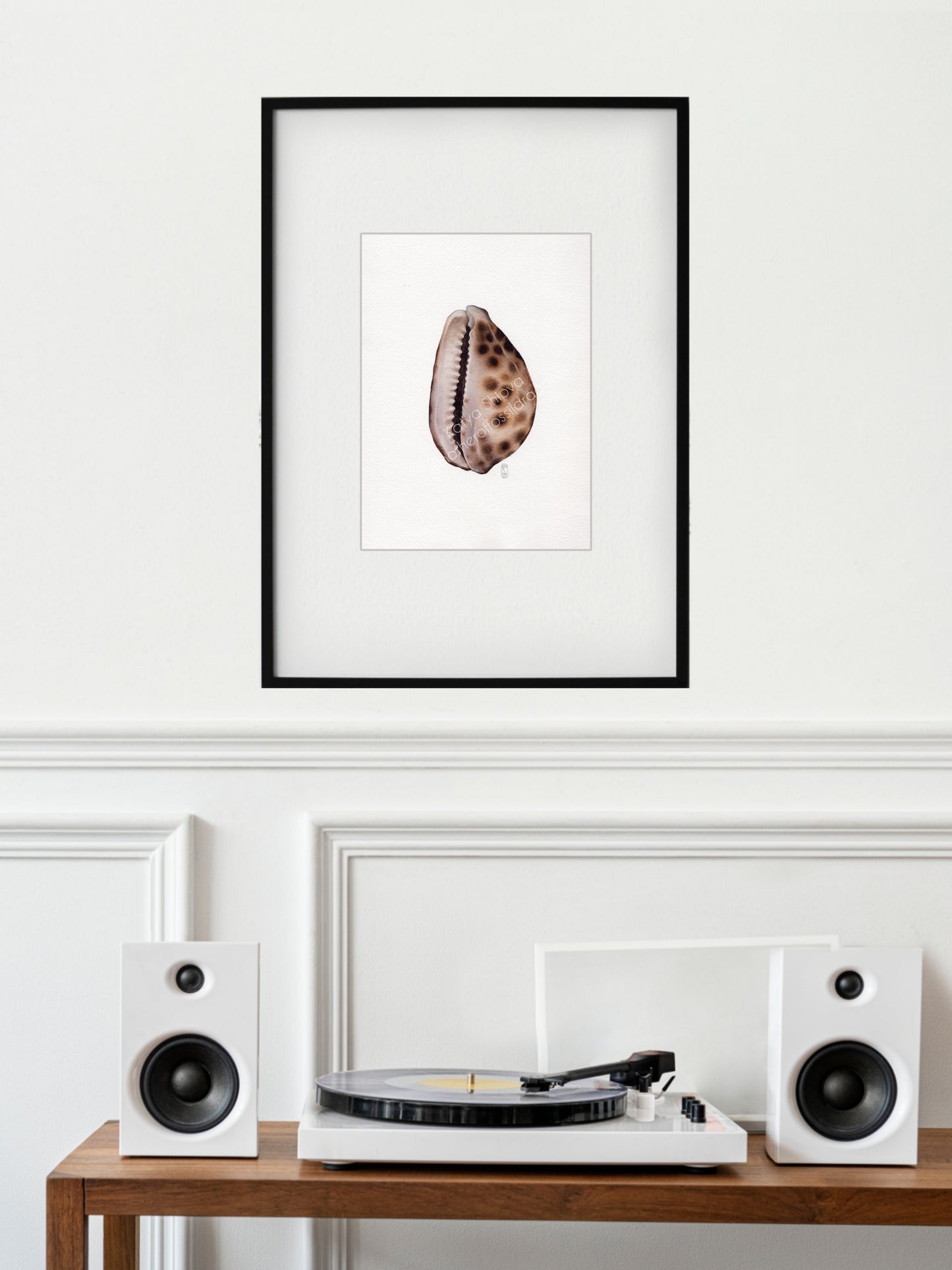 Cypraea tigris, the tiger cowrie, original watercolour art