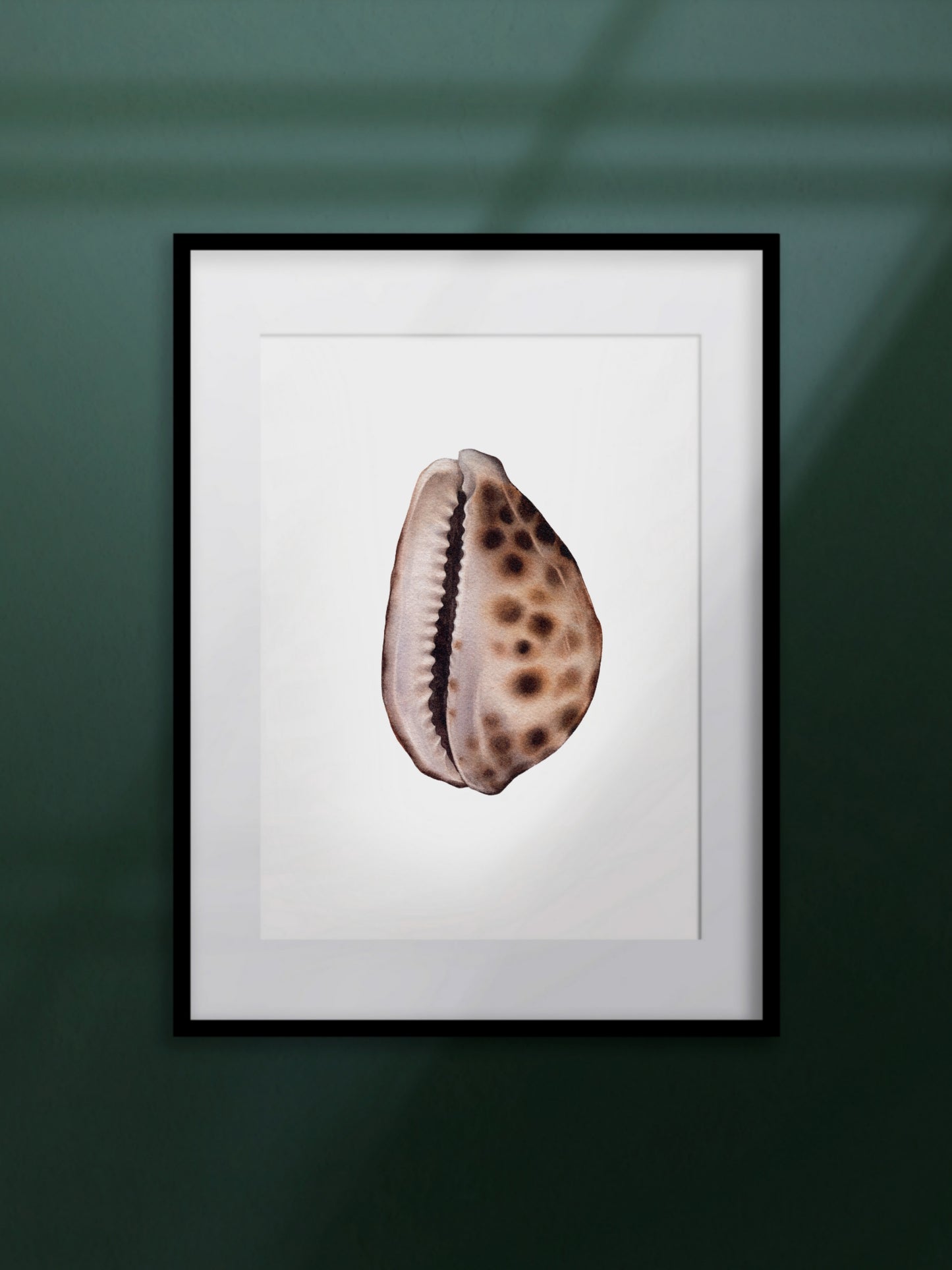 Cypraea tigris, the tiger cowrie, original watercolour art