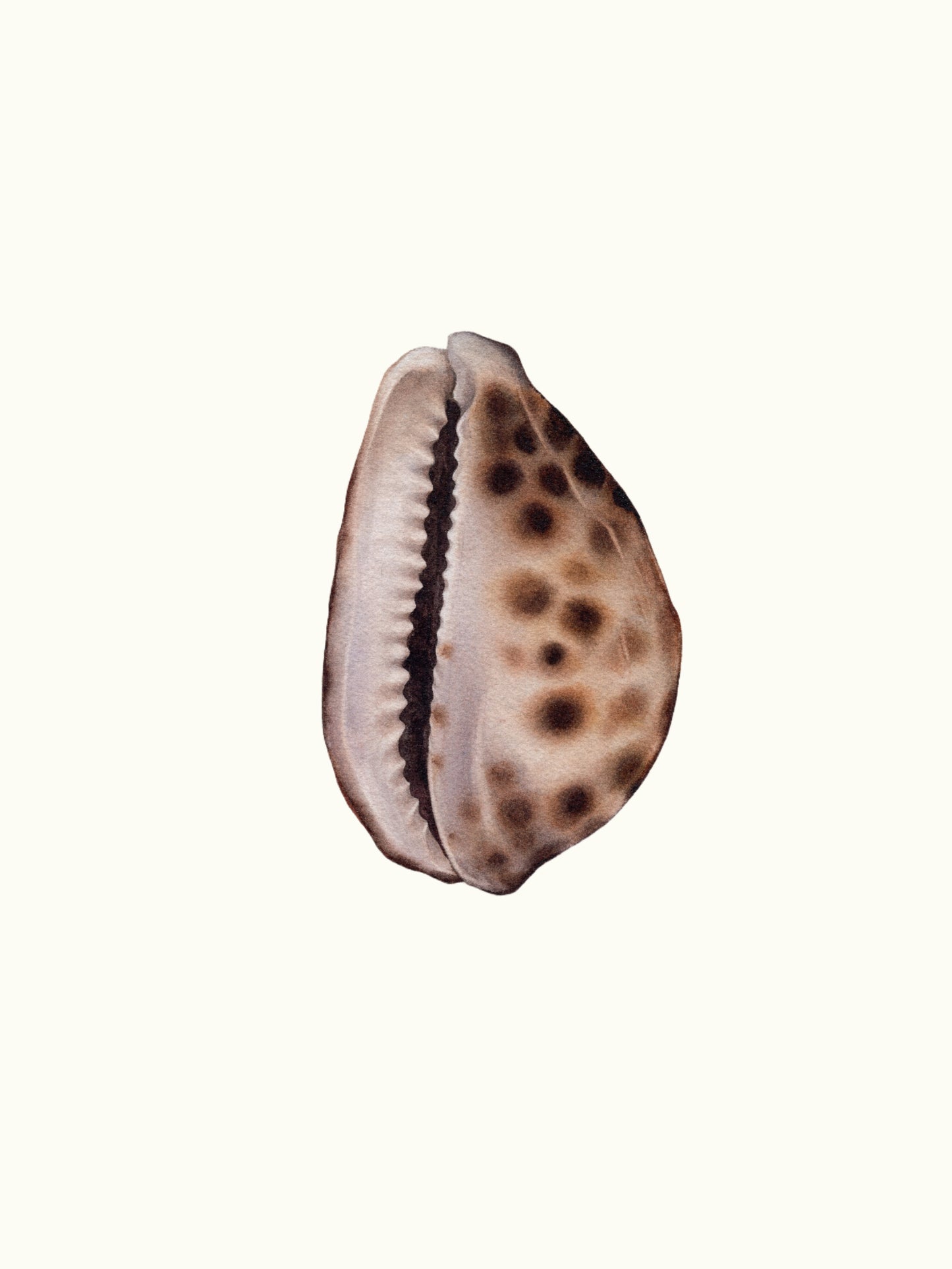 Cypraea tigris, the tiger cowrie, original watercolour art