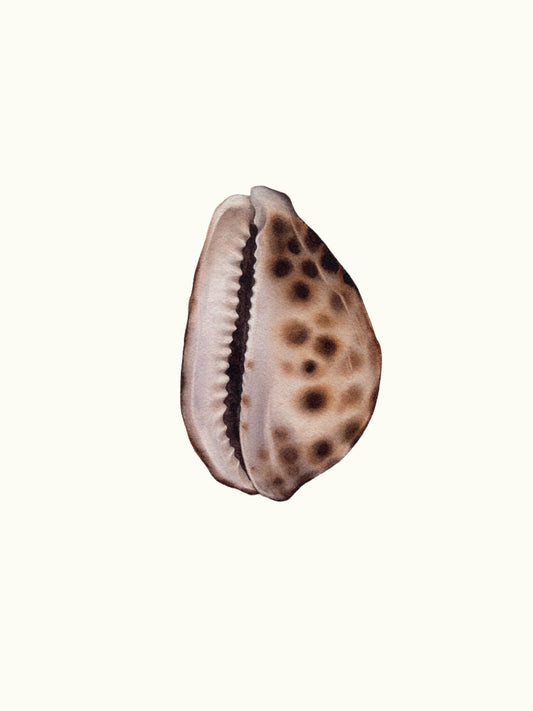 Cypraea tigris, the tiger cowrie, original watercolour art