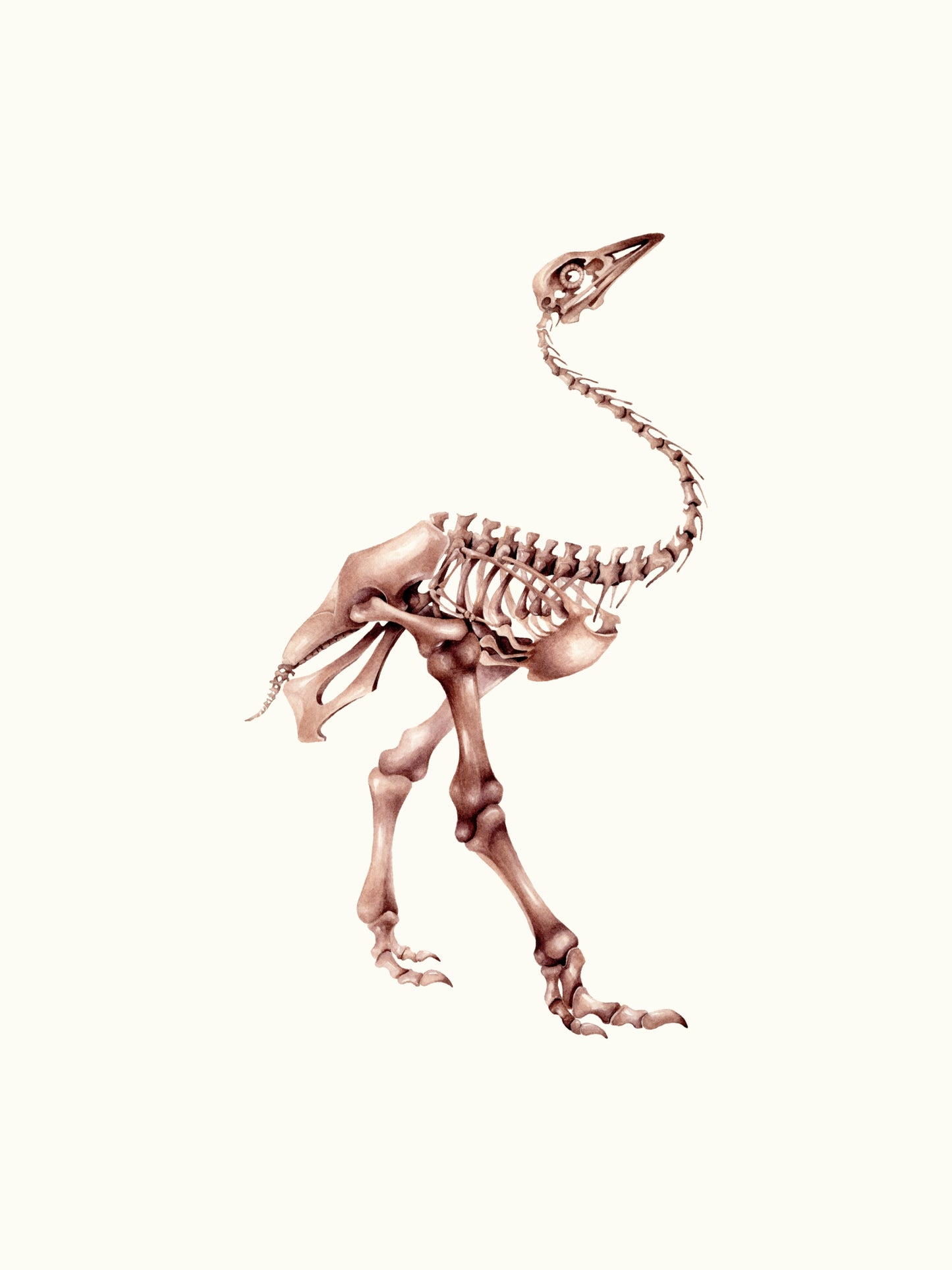 Pachystruthio dmanisensis, skeleton of the prehistoric ostrich, original watercolour art
