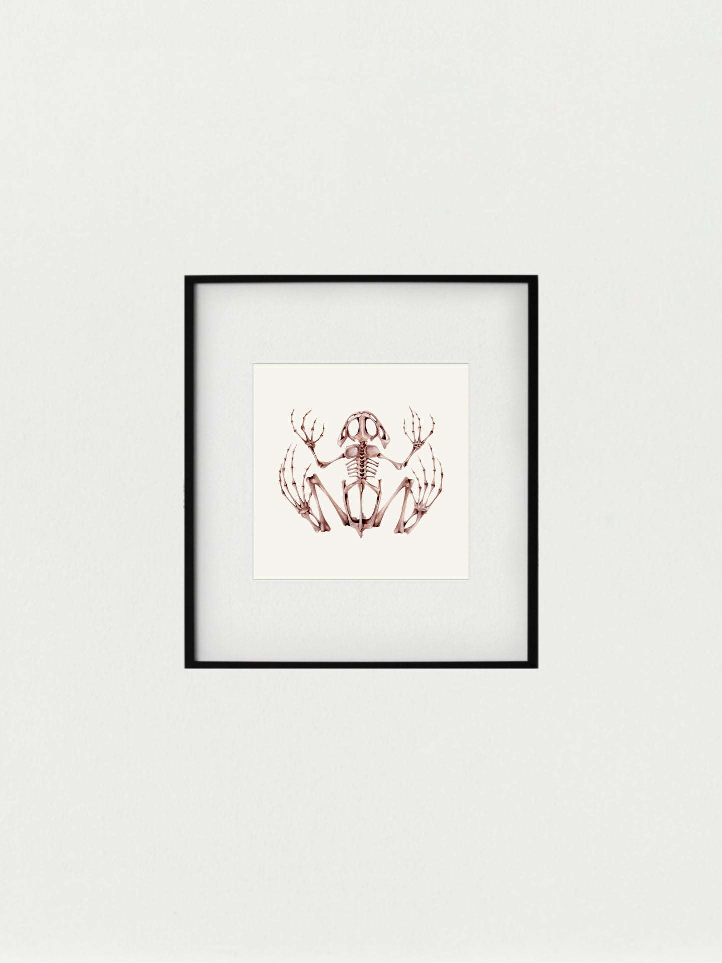 Frog skeleton, watercolour natural history illustration, original watercolour art