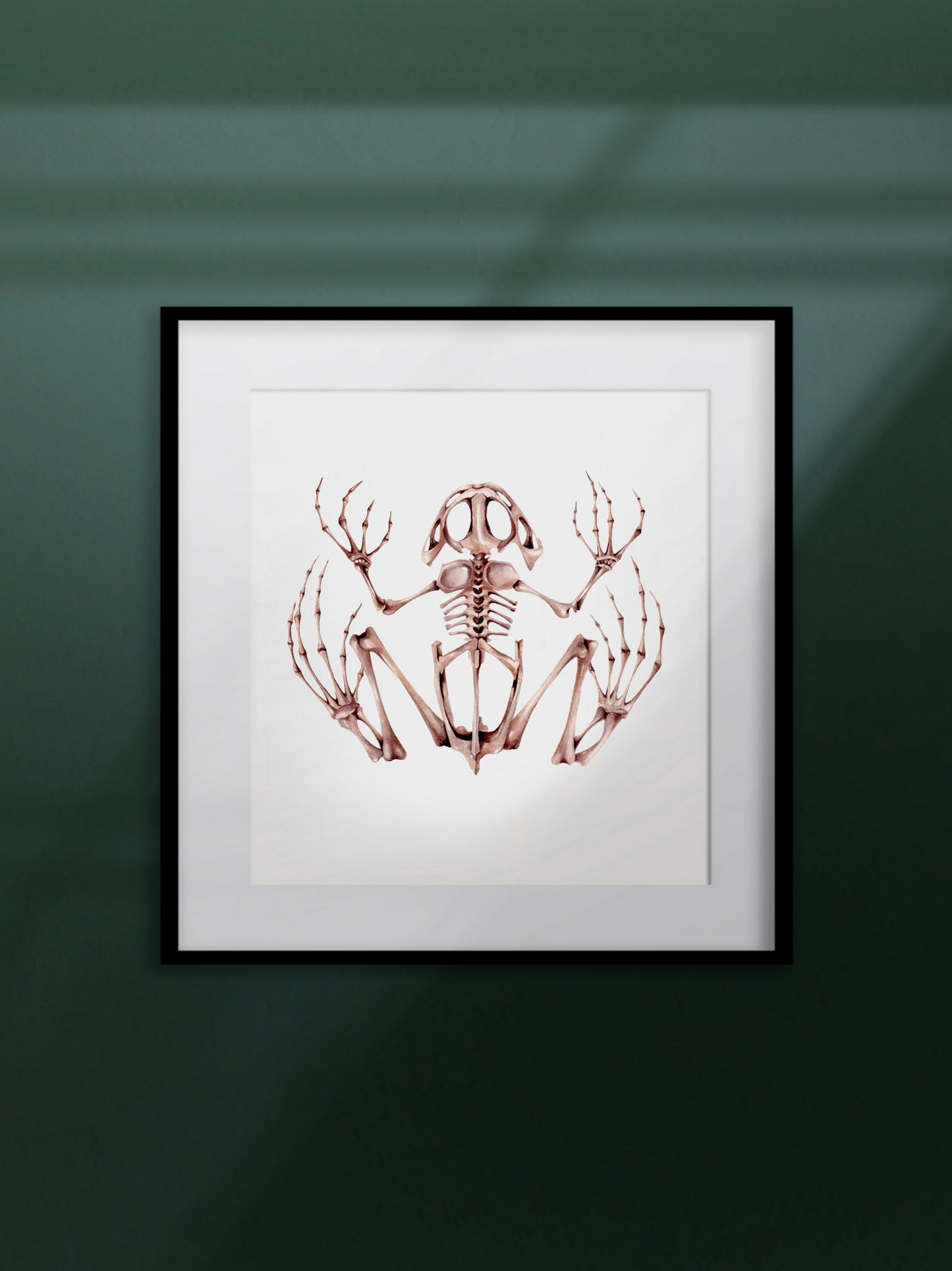 Frog skeleton, watercolour natural history illustration, original watercolour art