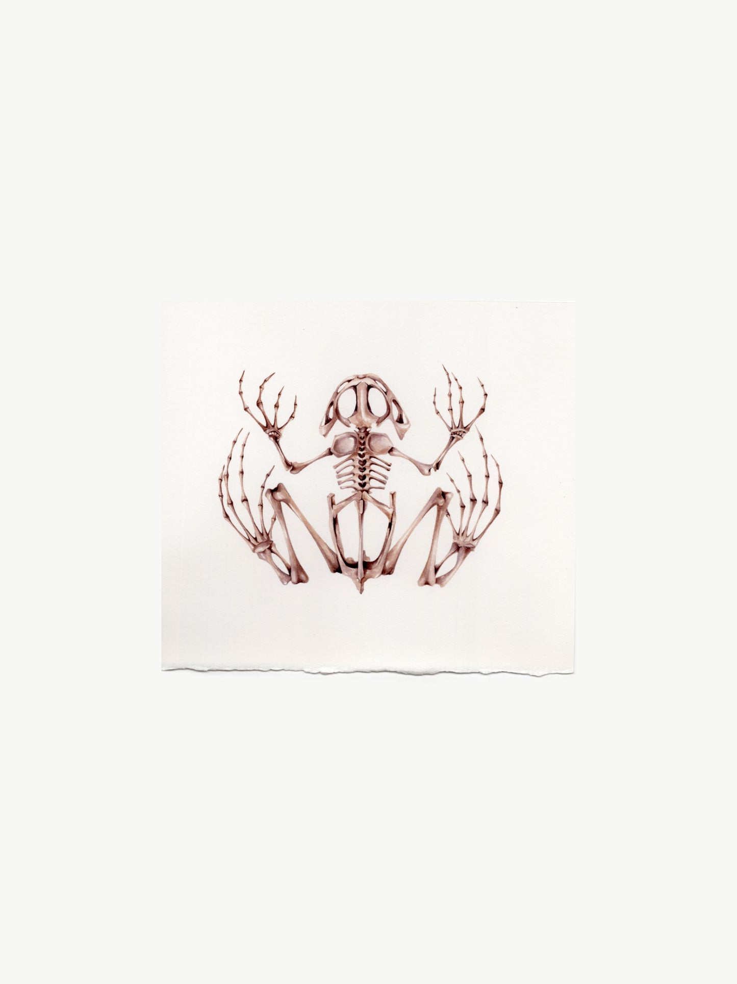 Frog skeleton, watercolour natural history illustration, original watercolour art