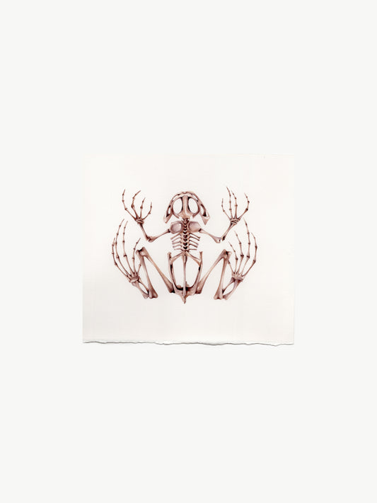 Frog skeleton, watercolour natural history illustration, original watercolour art
