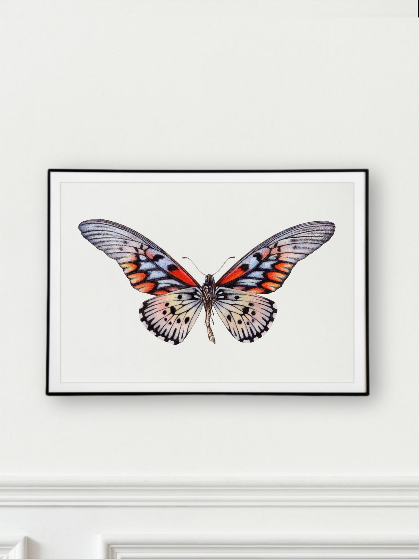 Papilio antimachus, original watercolour art