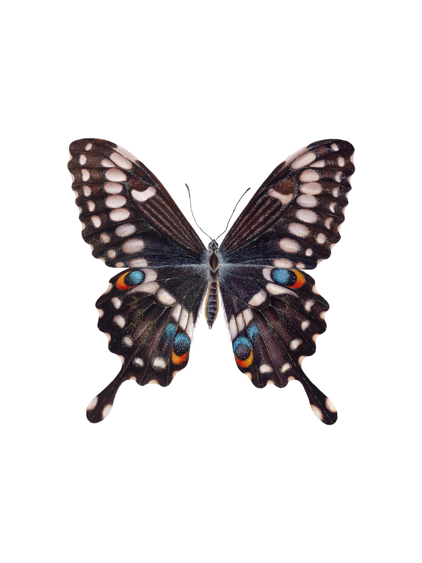 Papilio ophidicephalus, the emperor swallowtail, original watercolour art