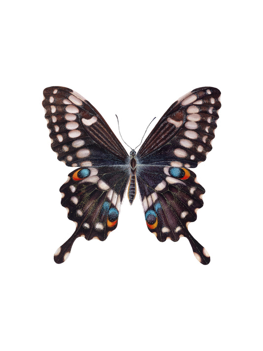 Papilio ophidicephalus, the emperor swallowtail, original watercolour art