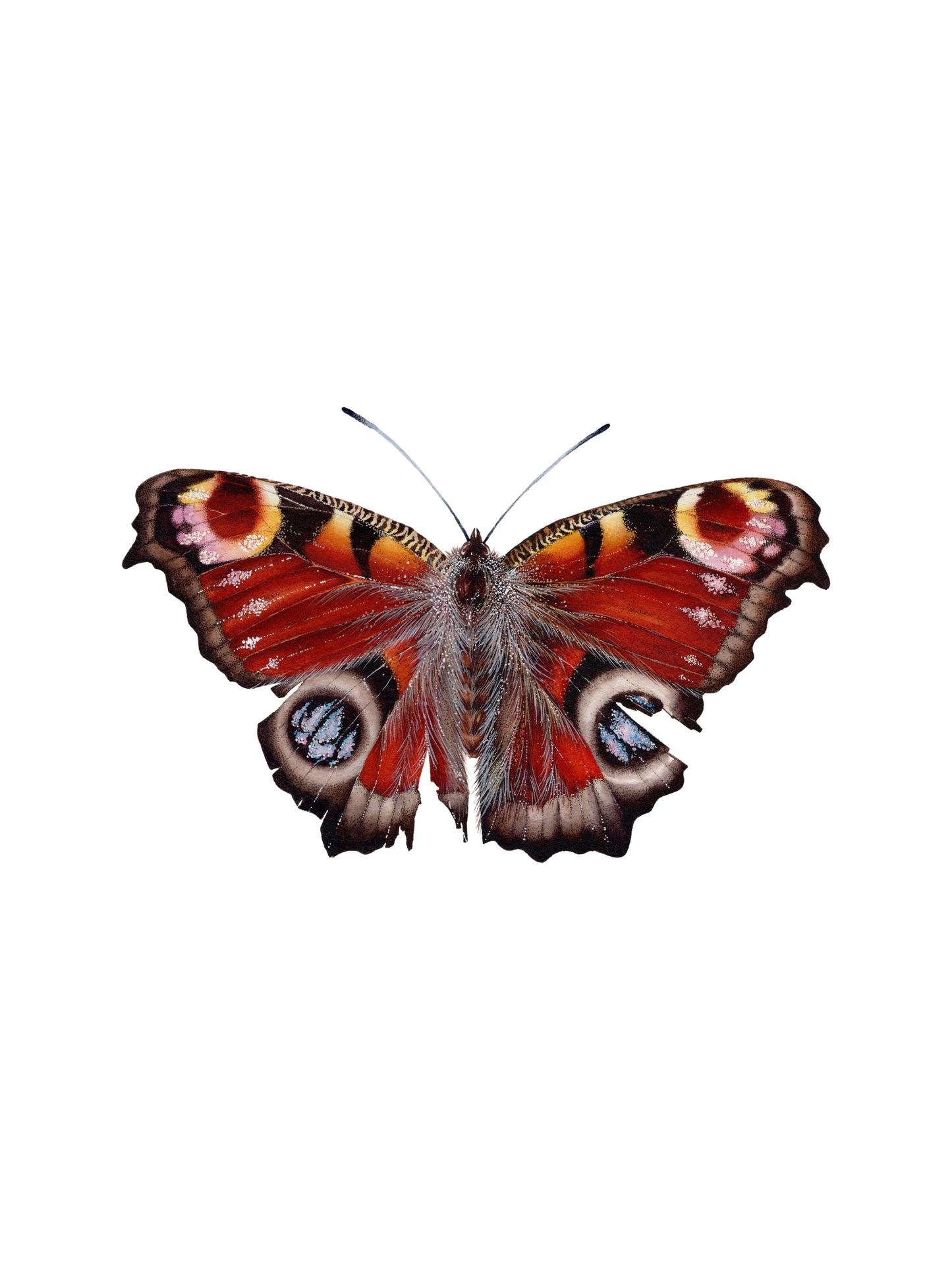 Aglais IO, original watercolor art